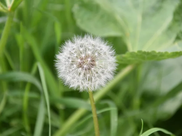 Dandelion Yard Spring — Stock Photo, Image