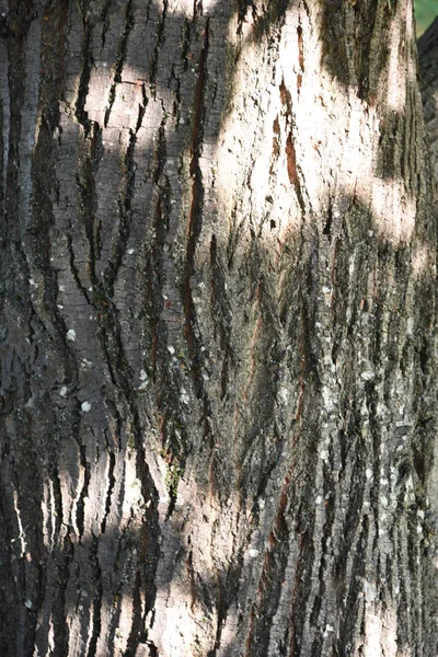 Bomen Met Hun Schors Textuur — Stockfoto