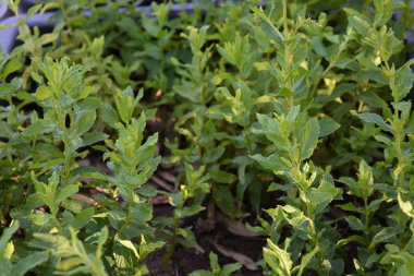 Naneli, yapraklı mentol ağaçları