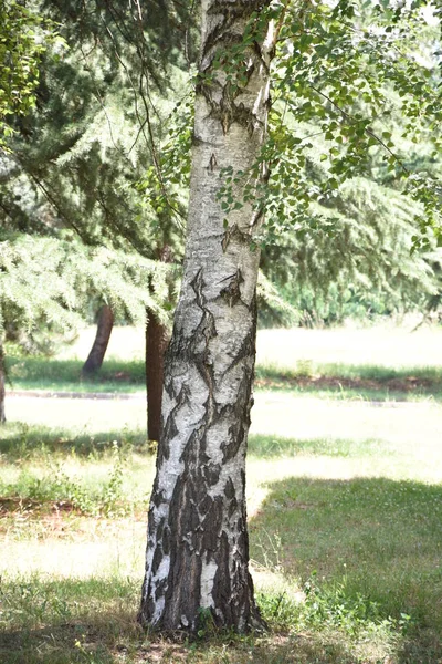 Berkenboom Met Gebarsten Schors — Stockfoto