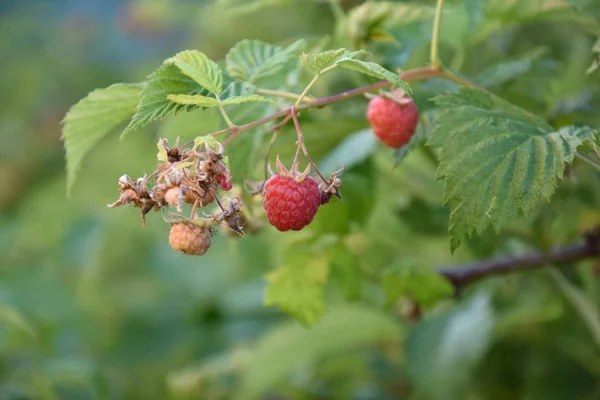 Raspberryes Στο Δέντρο Ώριμα Φρούτα — Φωτογραφία Αρχείου