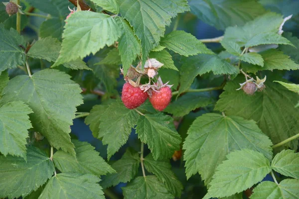 Raspberryes Στο Δέντρο Ώριμα Φρούτα — Φωτογραφία Αρχείου