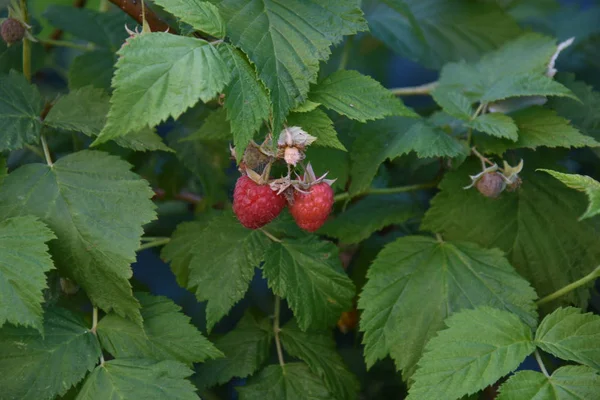 Raspberryes Στο Δέντρο Ώριμα Φρούτα — Φωτογραφία Αρχείου