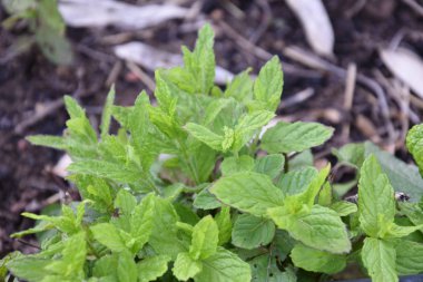 Naneli, yapraklı mentol ağaçları