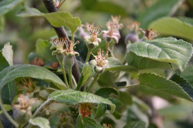 İlkbaharda dışarıda elma ağacı