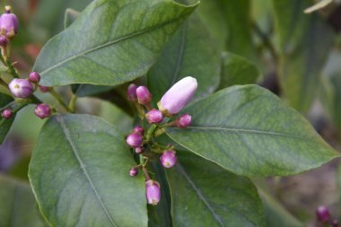 Çiçekleri ve meyveleriyle limon ağacı