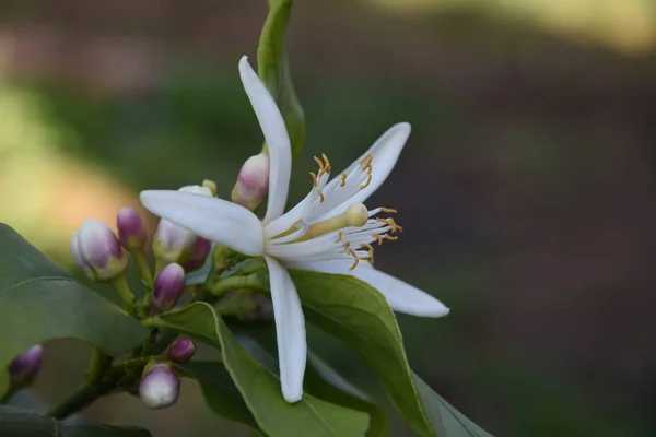 Zitronenbaum Mit Seinen Blumen Und Früchten — Stockfoto