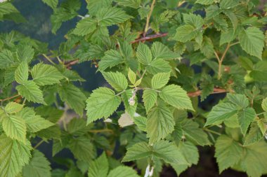 Baharda organik ahududu çalısı