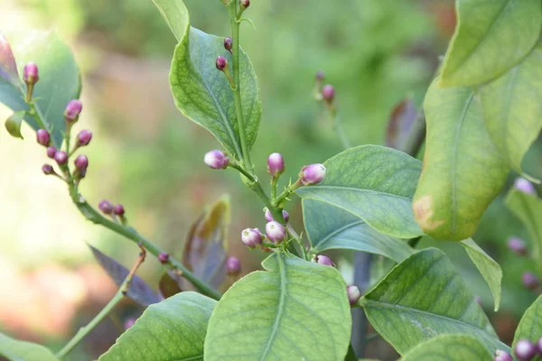 Çiçekleri ve meyveleriyle limon ağacı