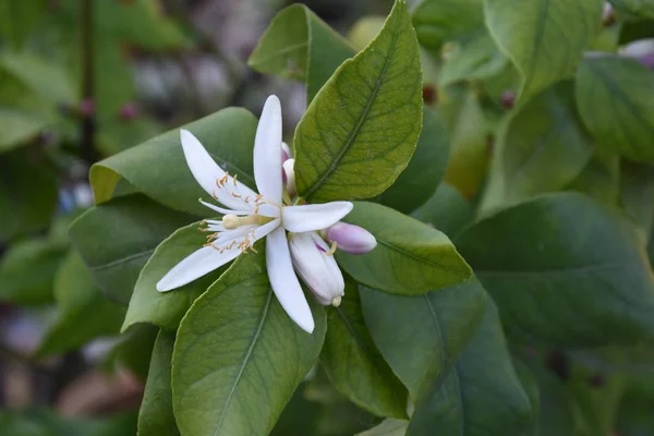 Citromfa Virágaival Gyümölcseivel — Stock Fotó