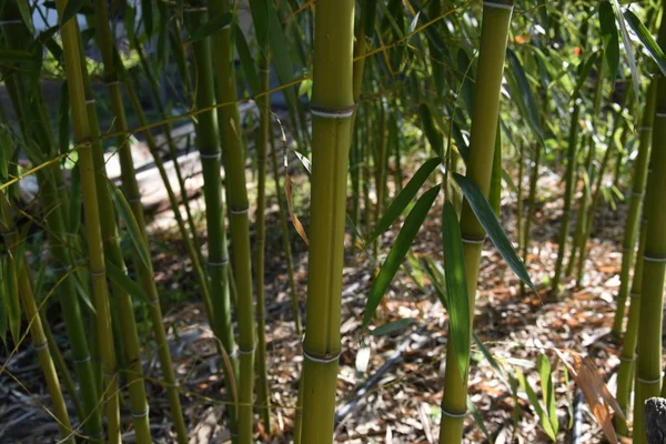 Albero Bambù Nel Cortile Primavera — Foto Stock