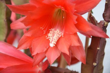 Kırmızı çiçekli kaktüs.