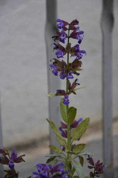 Salvia Stiele Mit Violetten Blüten — Stockfoto