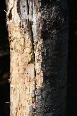 Doğal çatlakları olan yaşlı bir ağaç.