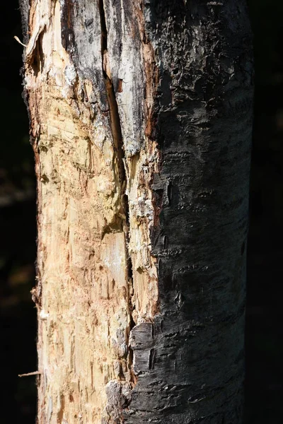 Oude Oude Boom Met Natuurlijke Barsten — Stockfoto