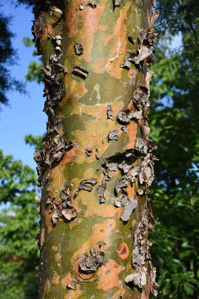 Oude Oude Boom Met Natuurlijke Barsten — Stockfoto