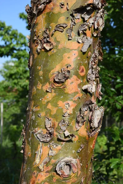 Oude Oude Boom Met Natuurlijke Barsten — Stockfoto