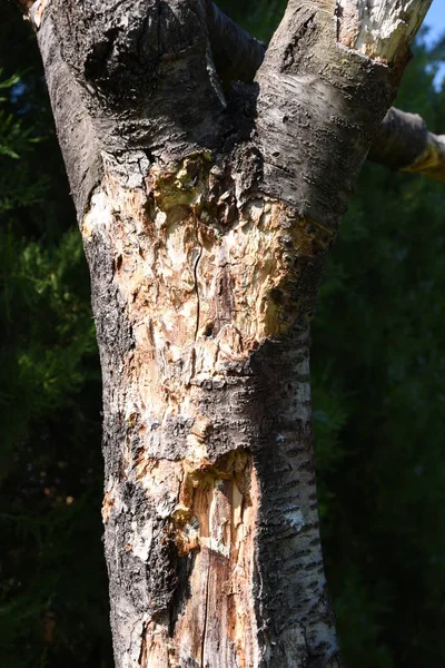 Oude Oude Boom Met Natuurlijke Barsten — Stockfoto