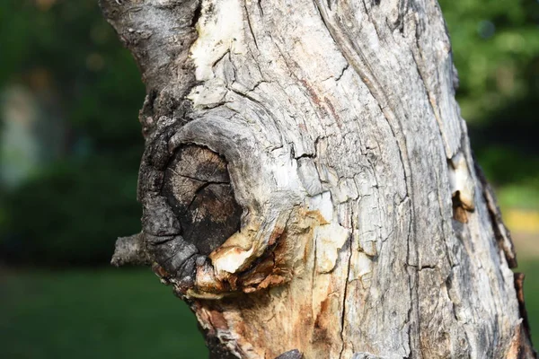 Oude Oude Boom Met Natuurlijke Barsten — Stockfoto