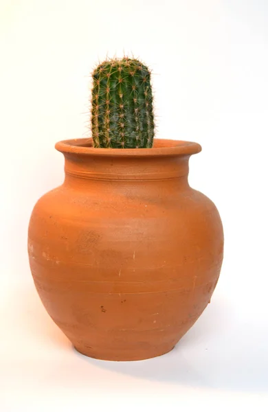 El yapımı tencerelerde kaktüs. 