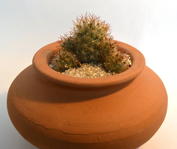 El yapımı tencerelerde kaktüs. 