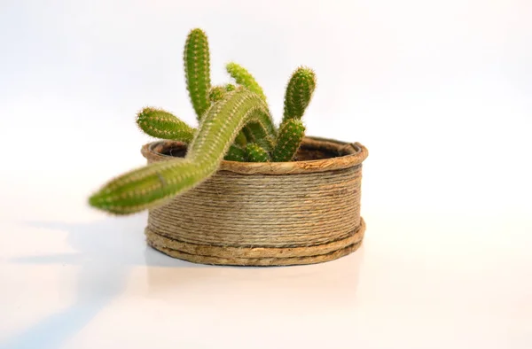 El yapımı tencerelerde kaktüs. 