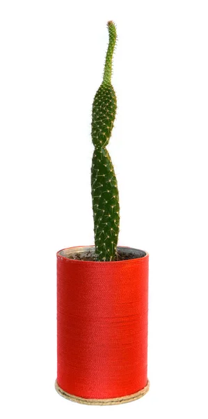 Kaktus Dalam Pot Buatan Tangan — Stok Foto