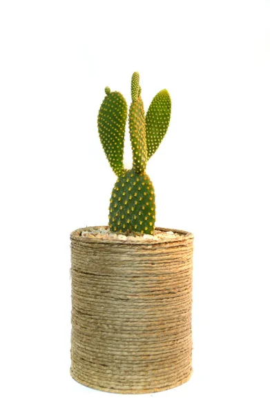 Kaktus Handgemachten Töpfen — Stockfoto