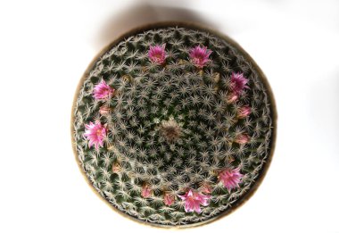 El yapımı tencerelerde kaktüs. 