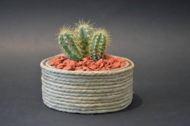 El yapımı tencerelerde kaktüs. 