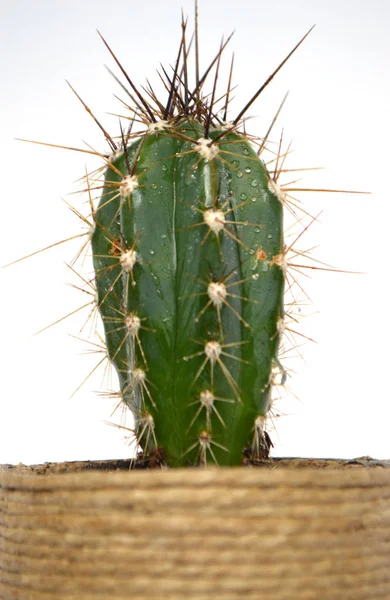 Cactus Handgemaakte Potten — Stockfoto