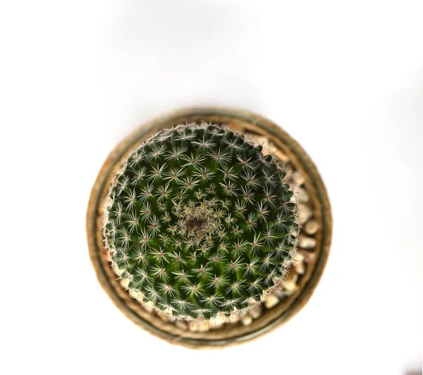 Cactus Handmade Pots — 스톡 사진