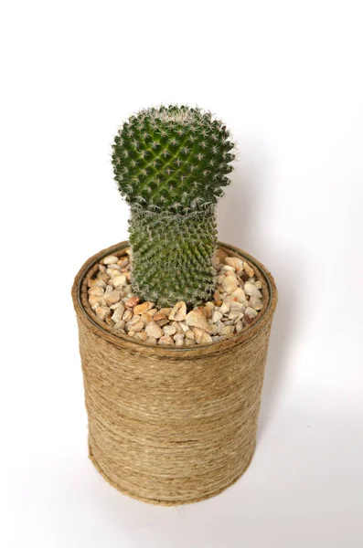 Cactus Handmade Pots — 图库照片