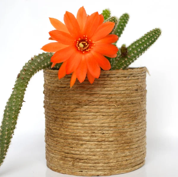 Beyaz arka planda çiçek açan kaktüs