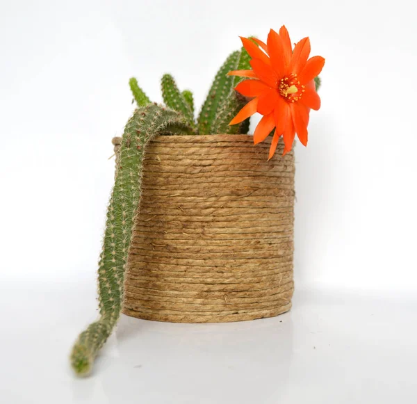 Beyaz arka planda çiçek açan kaktüs