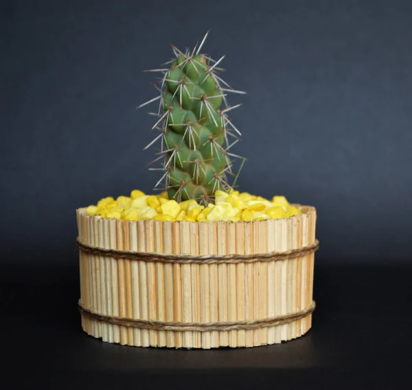 El yapımı tencerelerde kaktüs. 