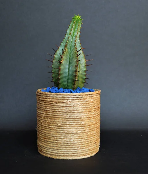 Cactus Handmade Pots — 图库照片