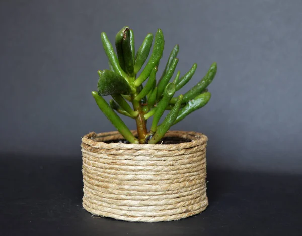 Gri arka planda el yapımı tencerelerde sulanır