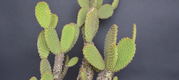 El yapımı tencerelerde kaktüs. 