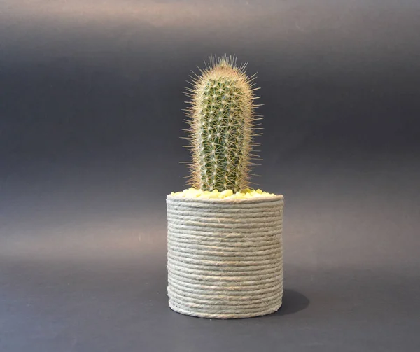 Cactus Handgemaakte Potten — Stockfoto