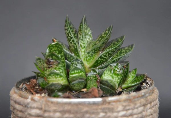 Succulents Handmade Pots Gray Background — ストック写真