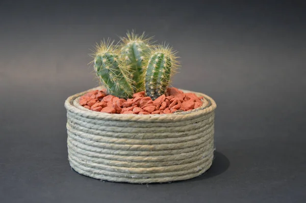 Cactus Handmade Pots — 图库照片