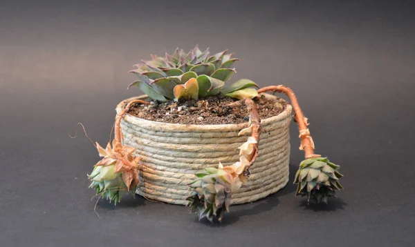 Succulenten Handgemaakte Potten Grijze Achtergrond — Stockfoto
