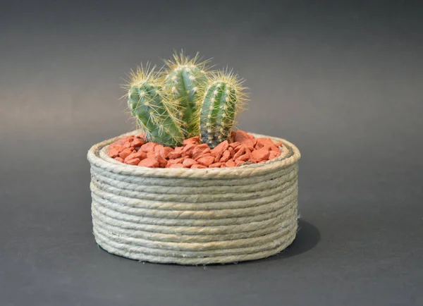 Cactus Pots Faits Main — Photo