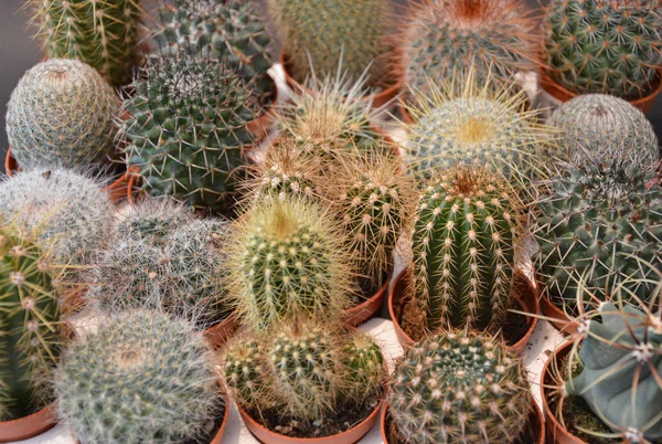 Cactus Succlenta Handmade Pots Gray Background — Stock Photo, Image