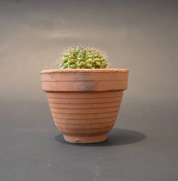 Cactus Handmade Pots — 스톡 사진