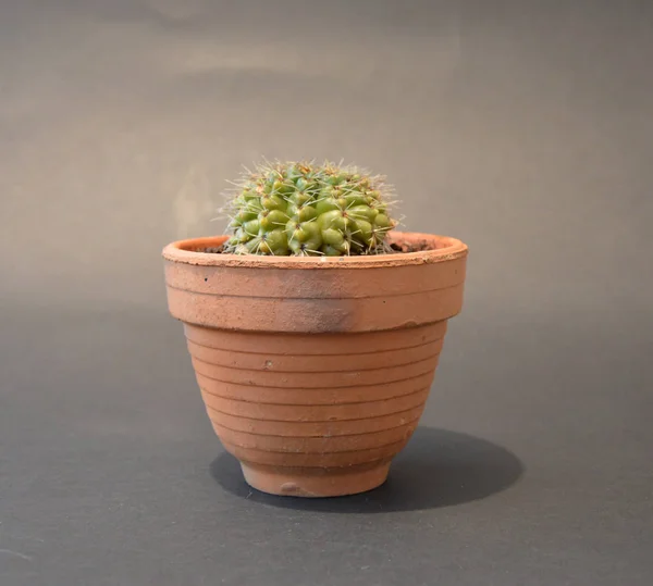 Cactus Handgemaakte Potten — Stockfoto