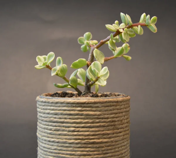 Succulents Dans Des Pots Faits Main Sur Fond Gris — Photo