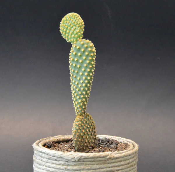 Cactus Handgemaakte Potten — Stockfoto