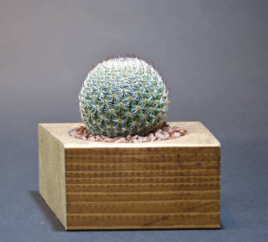 Gri arka planda el yapımı tencerede kaktüs